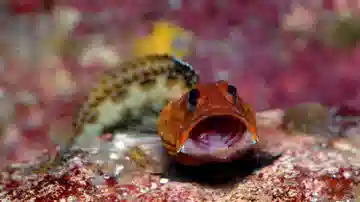 Variable Jawfish